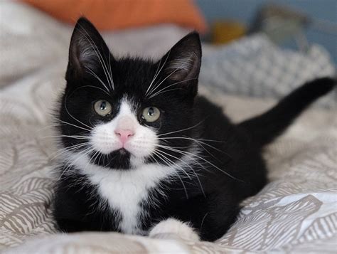 Tuxedo kittens. Things To Know About Tuxedo kittens. 
